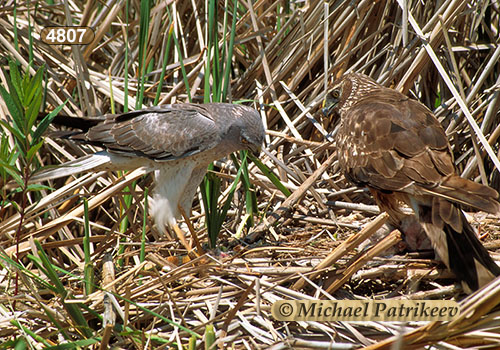 Northern Harrier (Circus hudsonius)